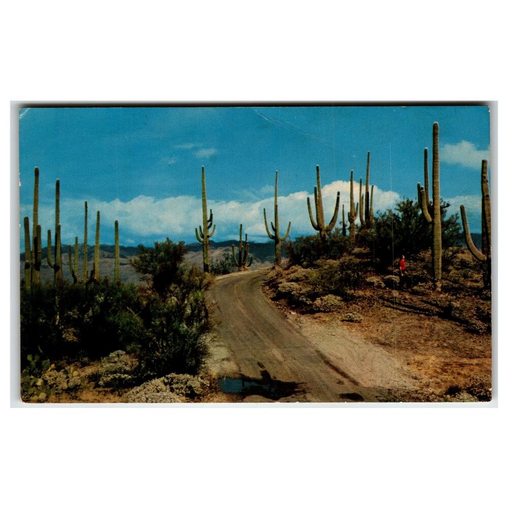 Vintage Saguaro Forest Arizona Desert Road Cactus Ray Foster Postcard